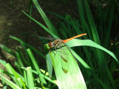 Sympetrum risi