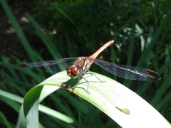 Sympetrum risi