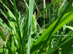 Conocephalus exemptus
