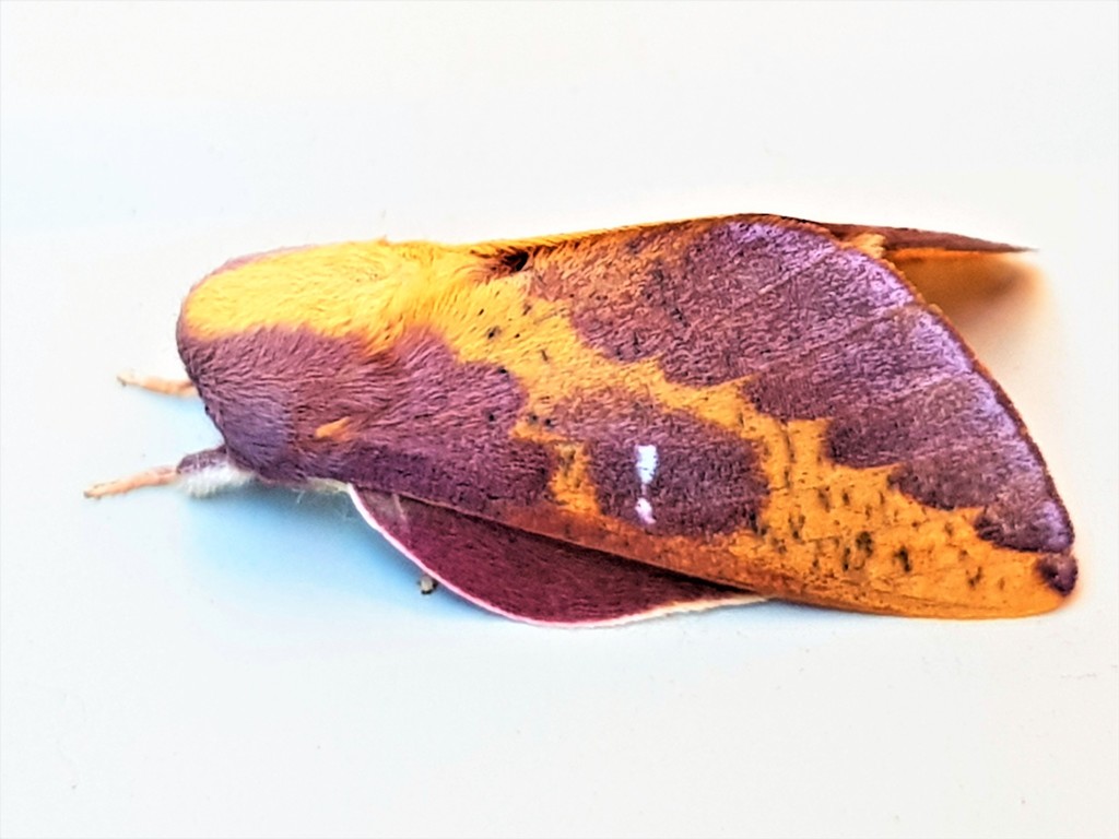 Cicia pelota