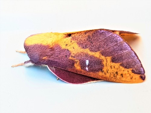 Cicia pelota