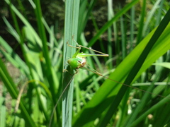 Conocephalus exemptus