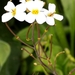 Arabidopsis arenosa - Photo 由 hromada 所上傳的 (c) hromada，保留部份權利CC BY-NC