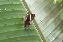Abisara neophron