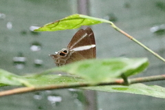 Abisara neophron