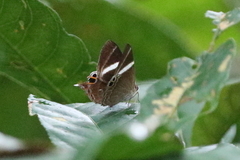 Abisara neophron