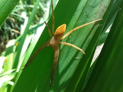 Dolomedes