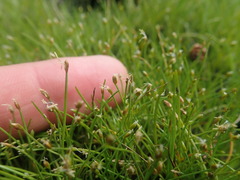 Eleocharis parvula