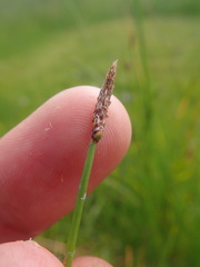 Eleocharis uniglumis