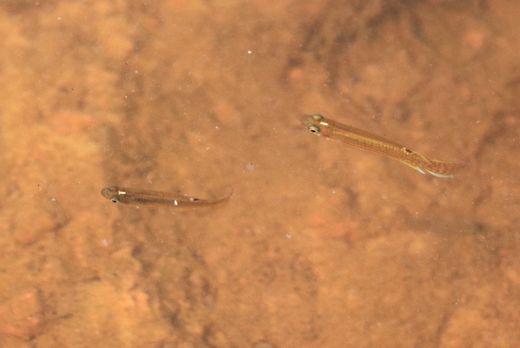 Green panchax (Aplocheilus blockii) — Aplocheilidae