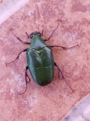 Pseudochalcothea spathulifera