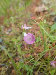 Agalinis neoscotica