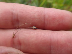 Carex billingsii