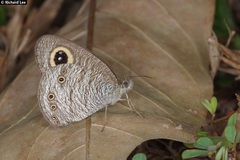 Ypthima horsfieldii humei