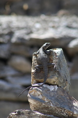 Laudakia tuberculata