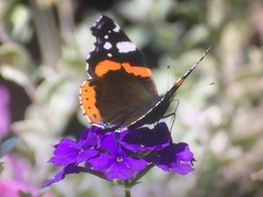 Vanessa atalanta