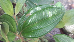 Miconia galeottii