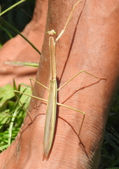 Tenodera fasciata