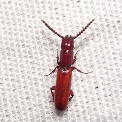 Taphroscelidia linearis