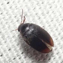 Eucinetus haemorrhoidalis