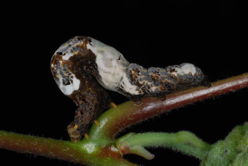 Moonseed Moth