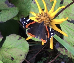 Vanessa atalanta