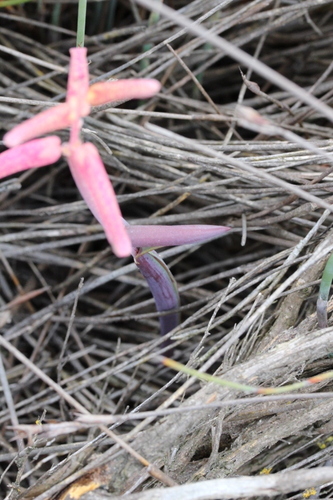 Image of Lachenalia punctata by no rights reserved