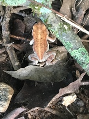 Anaxyrus terrestris