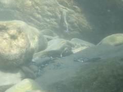 Sicyopterus