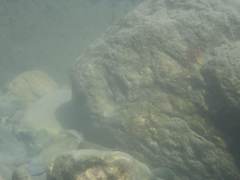 Sicyopterus
