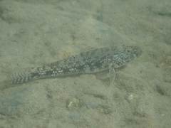 Glossogobius