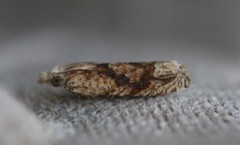 Eucosma ochrocephala