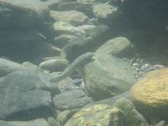 Sicyopterus japonicus