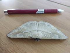 Sphingognatha asclepiades