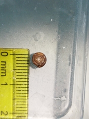 Discus rotundatus