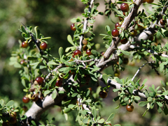 Condalia globosa