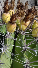Ferocactus herrerae