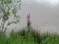 Lythrum salicaria