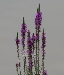 Lythrum salicaria