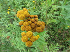 Tanacetum vulgare