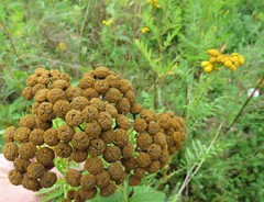 Tanacetum vulgare