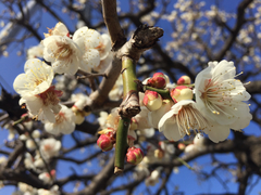 Prunus