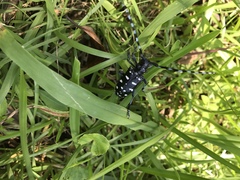 Anoplophora macularia