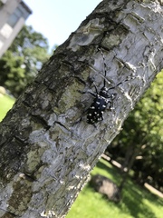 Anoplophora macularia