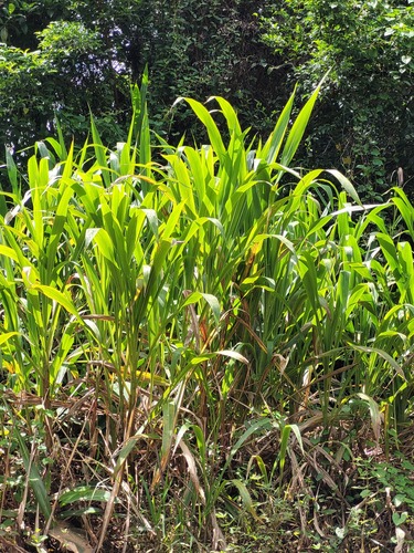 Tripsacum andersonii observed 2025-04-27