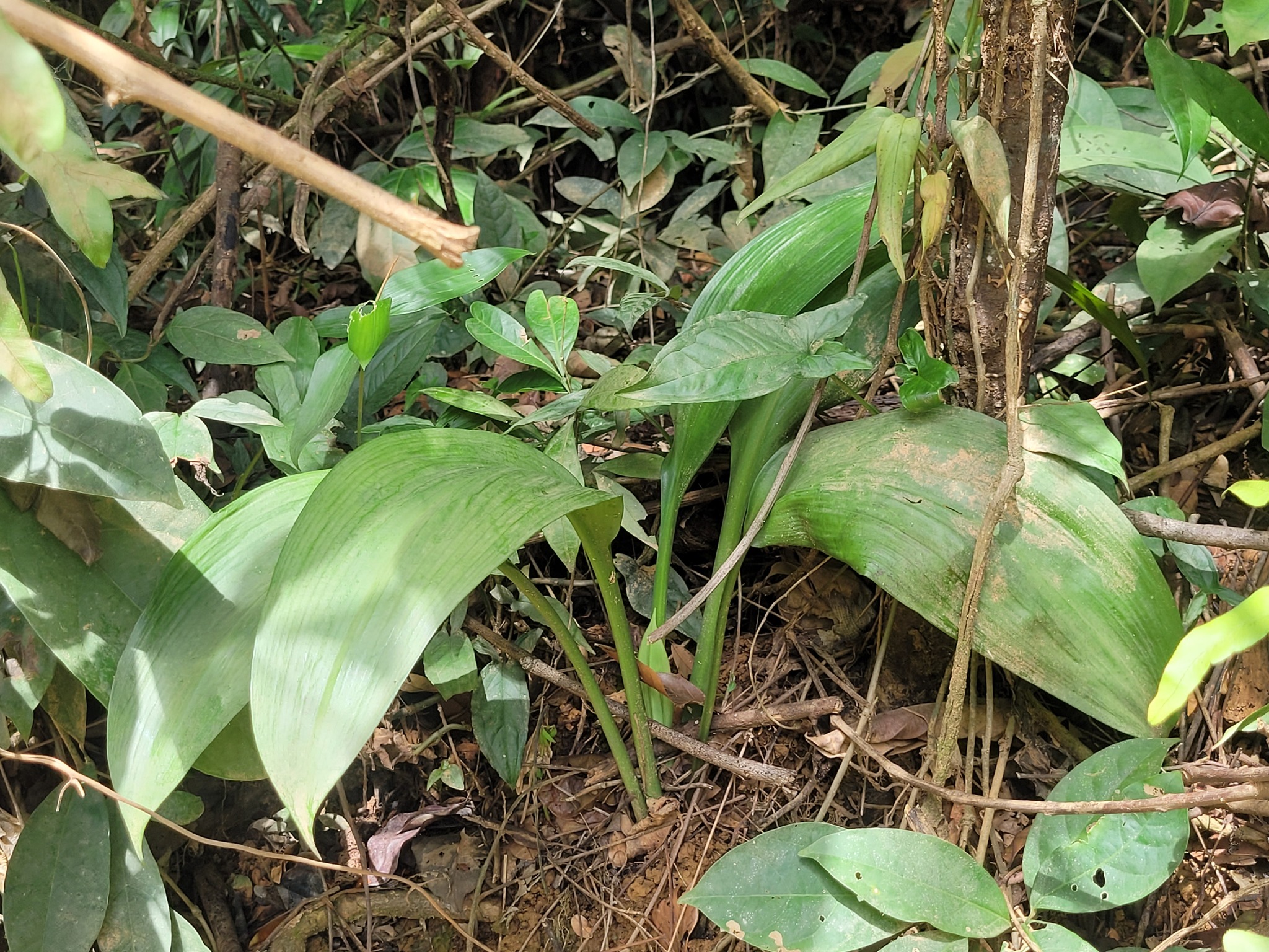 Imagem de Lírio-aranha