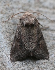 Lacinipolia meditata