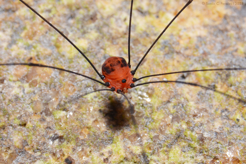 daddy longlegs