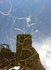 Potamogeton obtusifolius