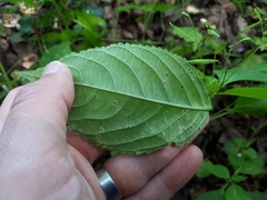 Puccinia komarovii
